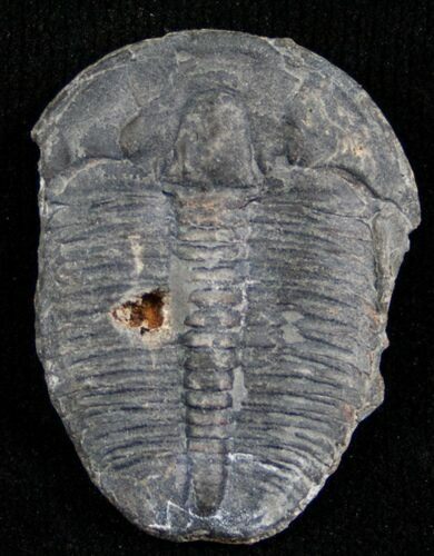 Elrathia Trilobite - Utah #6682